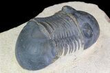 Paralejurus Trilobite Fossil - Foum Zguid, Morocco #75480-3